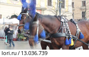 Лошади на рыночной площади в Кракове, Польша (2015 год). Редакционное видео, видеограф Наталья Волкова / Фотобанк Лори