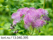 Цветок василисник. Thalictrum aquilegiifolium. Стоковое фото, фотограф Мурина Ольга / Фотобанк Лори
