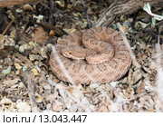 Свернувшаяся в пружину ядовитая змея - гремучник зеленый( Crotalus viridis lutosus) (2015 год). Стоковое фото, фотограф Ирина Кожемякина / Фотобанк Лори
