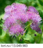Цветок василисник. Thalictrum aquilegiifolium. Стоковое фото, фотограф Мурина Ольга / Фотобанк Лори