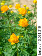 Купальница азиатская (лат. Trollius) Стоковое фото, фотограф Елена Коромыслова / Фотобанк Лори