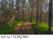 Лесная дорога поднимается на пригорок. Карелия. Стоковое фото, фотограф Сергей Рыбин / Фотобанк Лори
