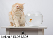 Кошка хочет достать лапкой золотую рыбку. Стоковое фото, фотограф Иванов Алексей / Фотобанк Лори