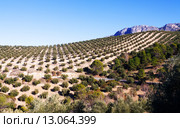 Olives plant at fields in Andalusia, Spain. Стоковое фото, фотограф Яков Филимонов / Фотобанк Лори