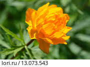 Купальница азиатская (лат. Trollius) крупным планом. Стоковое фото, фотограф Елена Коромыслова / Фотобанк Лори