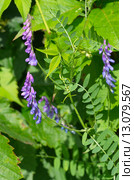 Мышиный горошек, вика многоцветковая (лат. Vicia cracca) Стоковое фото, фотограф Елена Коромыслова / Фотобанк Лори