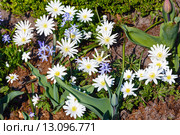 Anemone blanda  White Splendour flowers. Стоковое фото, фотограф Юрий Брыкайло / Фотобанк Лори