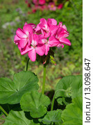 Пеларгония зональная (лат. Pelargonium zonale) в открытом грунте. Стоковое фото, фотограф Елена Коромыслова / Фотобанк Лори
