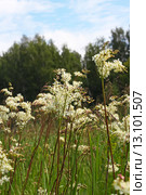 Лабазник шестилепестной или таволга степная (Filipendula hexapetala Gilib) Стоковое фото, фотограф Евгений Мухортов / Фотобанк Лори