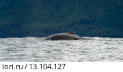 Whale surfacing in the Pacific Ocean, Skeena-Queen Charlotte Regional District, Haida Gwaii, Graham Island, British Columbia, Canada. Стоковое фото, фотограф Keith Levit / Ingram Publishing / Фотобанк Лори