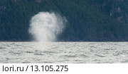 Whale surfacing in the Pacific Ocean, Skeena-Queen Charlotte Regional District, Haida Gwaii, Graham Island, British Columbia, Canada. Стоковое фото, фотограф Keith Levit / Ingram Publishing / Фотобанк Лори