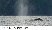 Whale surfacing in the Pacific Ocean, Skeena-Queen Charlotte Regional District, Haida Gwaii, Graham Island, British Columbia, Canada. Стоковое фото, фотограф Keith Levit / Ingram Publishing / Фотобанк Лори