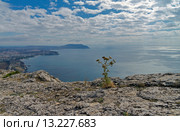 Сухой цветок на скальном обрыве над морем. Крым, гора Сокол, на заднем плане - Судакская и Капсельская бухты (2015 год). Стоковое фото, фотограф Сергей Рыбин / Фотобанк Лори