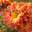 Пчела и трутень на цветах хризантемы корейской (Chrysanthemum koreanum), сорт "Ромашка" Стоковое фото, фотограф Ирина Водяник / Фотобанк Лори