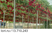 strawberry farm closeup. Стоковое видео, видеограф Владислав Корнилов / Фотобанк Лори