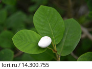 Белый бутон магнолии Зибольда  (Magnolia sieboldii) Стоковое фото, фотограф Ирина Борсученко / Фотобанк Лори