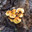 Опята осенние. Armillaria mellea. Стоковое фото, фотограф Дудакова / Фотобанк Лори
