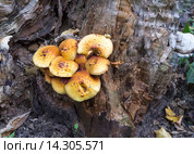 Опята осенние. Armillaria mellea. Стоковое фото, фотограф Дудакова / Фотобанк Лори