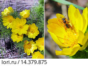 Адонис весенний (Adonis vernalis). Группа цветущих растений и одиночный цветок крупным планом. Стоковое фото, фотограф Евгений Мухортов / Фотобанк Лори