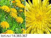 Одуванчик лекарственный ( Taraxacum officinale ). Общий вид цветущих растений и одиночный цветок крупным планом. Стоковое фото, фотограф Евгений Мухортов / Фотобанк Лори