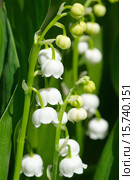 Ландыш майский (лат. Convallaria majalis) Стоковое фото, фотограф Елена Коромыслова / Фотобанк Лори
