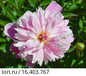 Пион Пинк Камео (лат. Pink Cameo) Стоковое фото, фотограф lana1501 / Фотобанк Лори