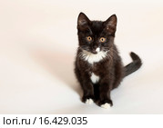 Котенок. Стоковое фото, фотограф Яна Королёва / Фотобанк Лори