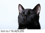Черный кот жмурится. Стоковое фото, фотограф Яна Королёва / Фотобанк Лори