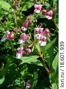 Недотрога железистая или Бальзамин железистоносный (лат. Impatiens glandulifera) Стоковое фото, фотограф Елена Коромыслова / Фотобанк Лори
