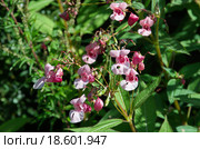 Недотрога железистая или Бальзамин железистоносный (лат. Impatiens glandulifera) Стоковое фото, фотограф Елена Коромыслова / Фотобанк Лори
