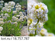 Лихнис вискария ( Lychnis viscaria ) Стоковое фото, фотограф Евгений Мухортов / Фотобанк Лори