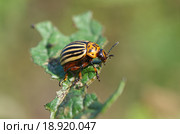 Колорадский жук (лат. Leptinotarsa decemlineata) поедает лист картофеля. Стоковое фото, фотограф Елена Коромыслова / Фотобанк Лори