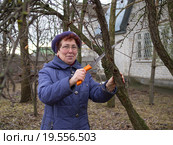 Пожилая женщина обрезает ножовкой сухие ветки на даче. Стоковое фото, фотограф Вячеслав Палес / Фотобанк Лори