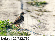 Жаворонок полевой. Skylark (Alauda arvensis). Стоковое фото, фотограф Василий Вишневский / Фотобанк Лори