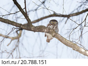 Сыч воробьиный. Pygmy Owl (Glaucidium passerinum). Стоковое фото, фотограф Василий Вишневский / Фотобанк Лори