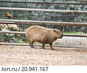 The capybara at the zoo. Стоковое фото, фотограф Наталья Волкова / Фотобанк Лори