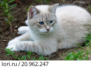 Лежачая кошка. Стоковое фото, фотограф Зобков Юрий / Фотобанк Лори