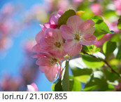 Pink apple-tree flowers. Стоковое фото, фотограф Сергей Пристяжнюк (Serg Zastavkin) / Фотобанк Лори