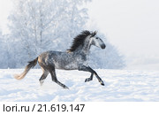 Серая лошадь Андалузской породы скачет по полю. Стоковое фото, фотограф Абрамова Ксения / Фотобанк Лори