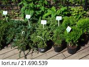Можжевельники, горные сосны, ели, туи. Магазин растений "Plantarum". Аптекарский огород Ботанического Сада МГУ. Москва. Россия (2015 год). Редакционное фото, фотограф lana1501 / Фотобанк Лори