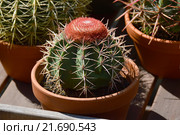 Кактусы и суккуленты. Магазин растений "Plantarum". Аптекарский огород Ботанического Сада МГУ. Москва. Россия (2015 год). Редакционное фото, фотограф lana1501 / Фотобанк Лори