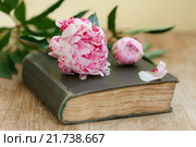 Розовые пионы на старой книге. Стоковое фото, фотограф Лидия Рыженко / Фотобанк Лори