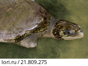 Раненая оливковая морская черепаха (Lepidochelys olivacea) без одной ноги плавает на мелководье, Indian Ocean, Hikkaduwa, Sri Lanka (Ceylon island), South Asia. Стоковое фото, фотограф Некрасов Андрей / Фотобанк Лори