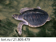 Оливковая морская черепаха (Lepidochelys olivacea) плавает на мелководье, Индийский океан. Стоковое фото, фотограф Некрасов Андрей / Фотобанк Лори