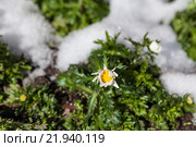Ромашка и снег. Изменение климата. Стоковое фото, фотограф Gagara / Фотобанк Лори