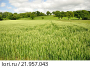 Wheat field. Стоковое фото, фотограф Gilles Larbi / PantherMedia / Фотобанк Лори