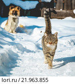 Кот и собака. Стоковое фото, фотограф Александр Пуненко / Фотобанк Лори