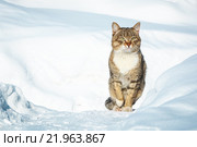 Кот на снегу. Стоковое фото, фотограф Александр Пуненко / Фотобанк Лори