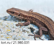 Настоящая живородящая ящерица (Zootoca vivipara) на сером камне. Стоковое фото, фотограф Абрамова Ксения / Фотобанк Лори