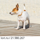 Джек Рассел терьер (Jack Russell Terrier) Стоковое фото, фотограф Алёшина Оксана / Фотобанк Лори